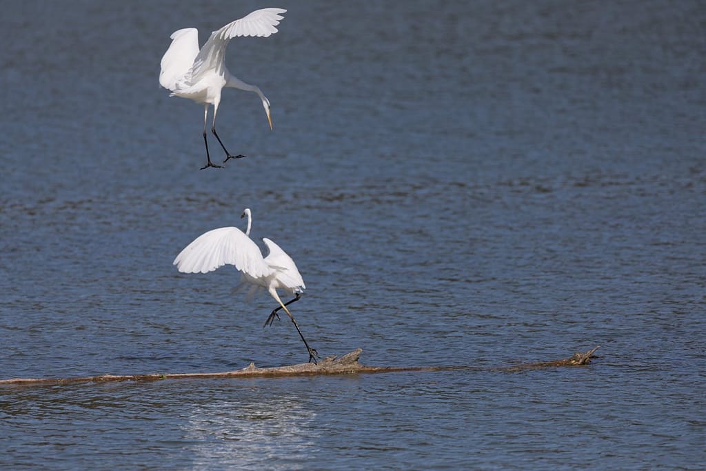 Ardea alba, Grote zilverreiger