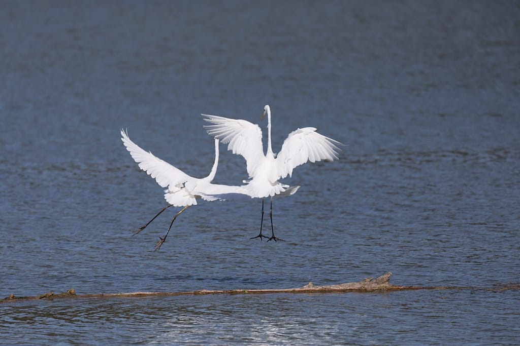 Ardea alba, Grote zilverreiger