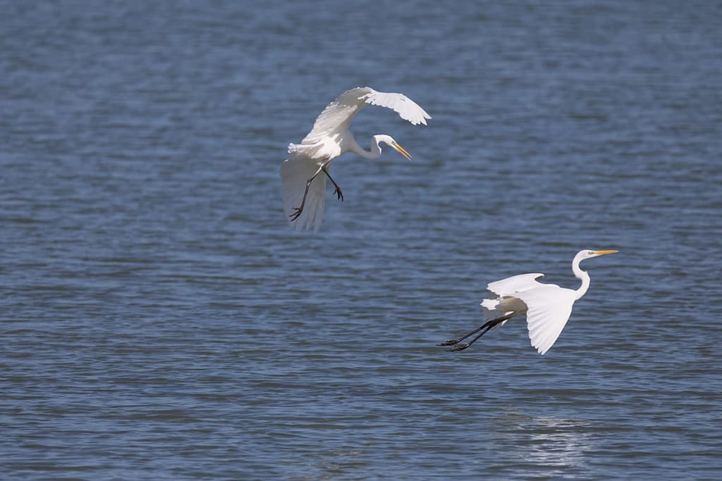 Ardea alba, Grote zilverreiger