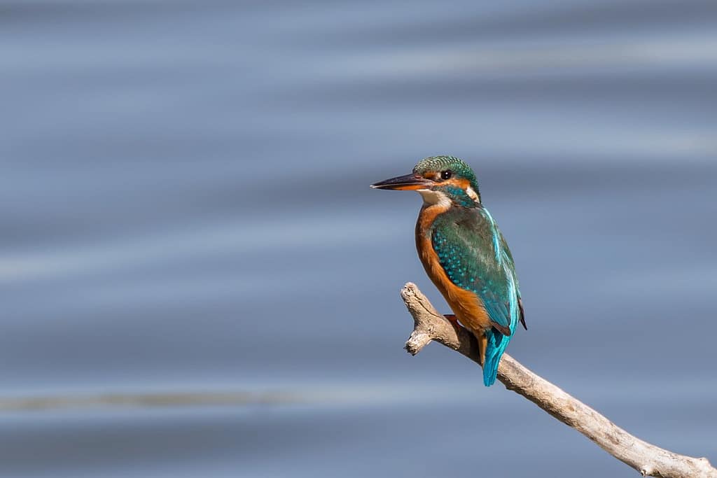 Alcedo atthis, IJsvogel