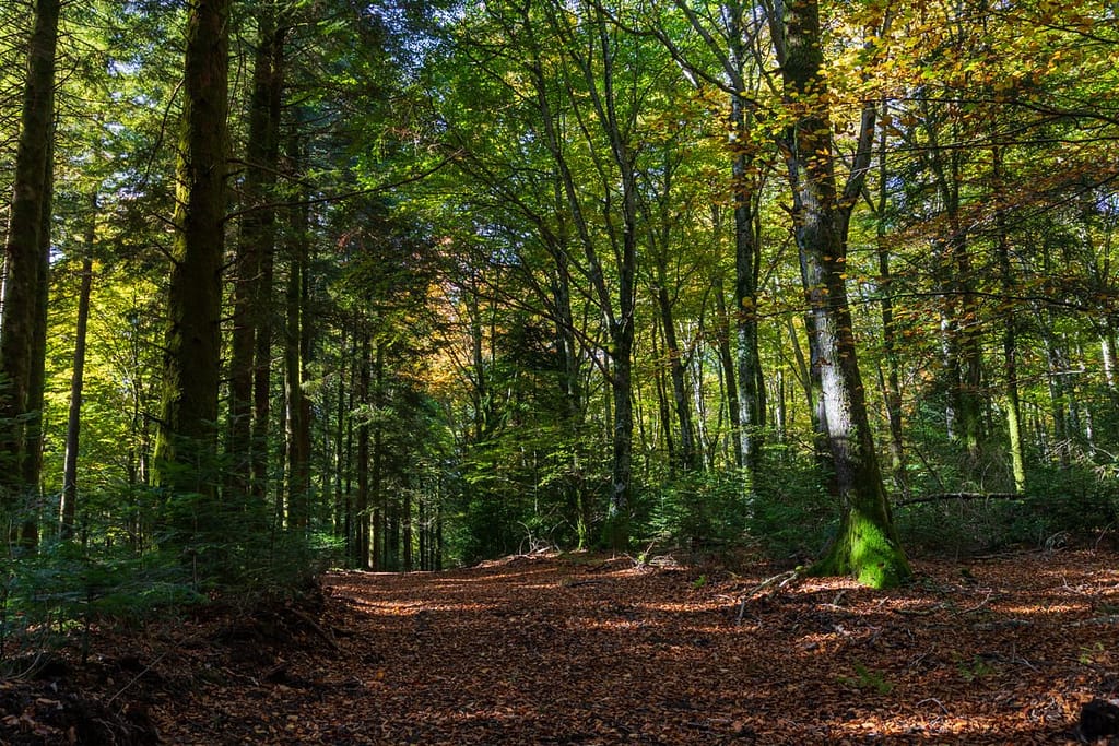 Bos langs Route Forestière