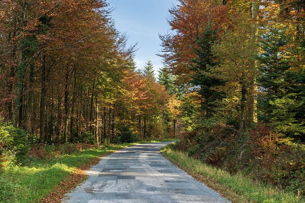 Verlengde van D408 Route forestière