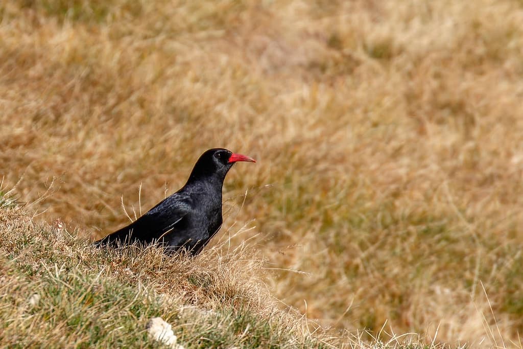 Pyrrhocorax pyrrhocorax, Alpenkraai