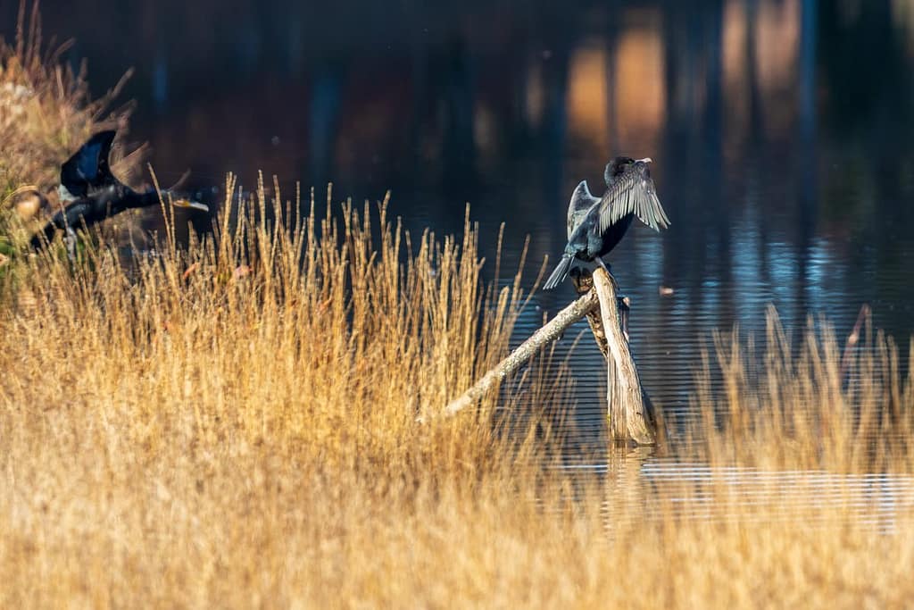 Phalacrocorax carbo, Aalscholvers bij Lac du Tolerme