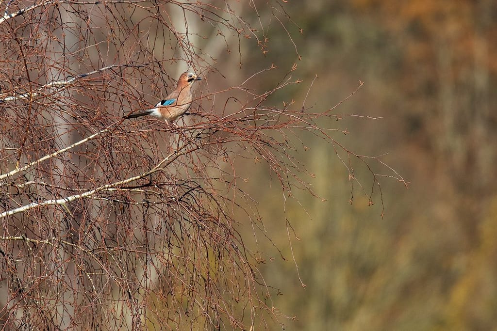 Garrulus glandarius, Vlaamse gaai bij Lac du Tolerme