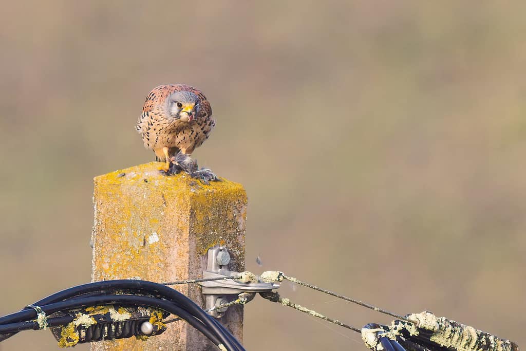 Falco tinnunculus, Torenvalk