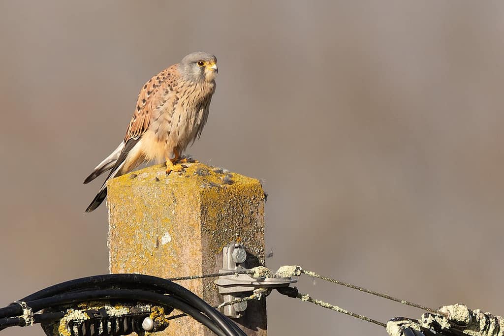 Falco tinnunculus, Torenvalk