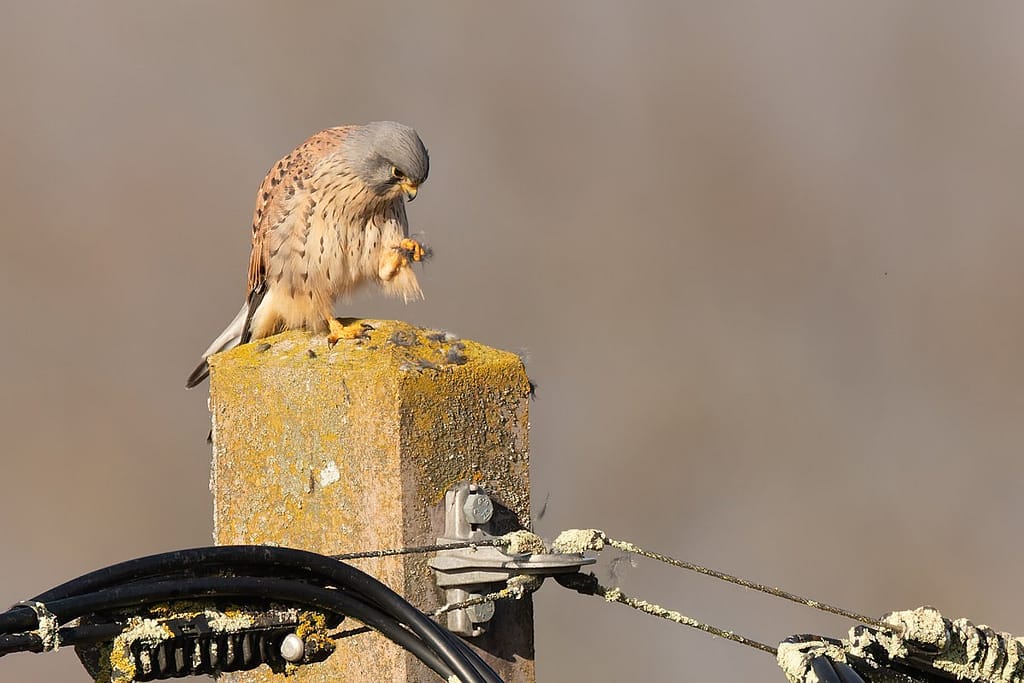 Falco tinnunculus, Torenvalk