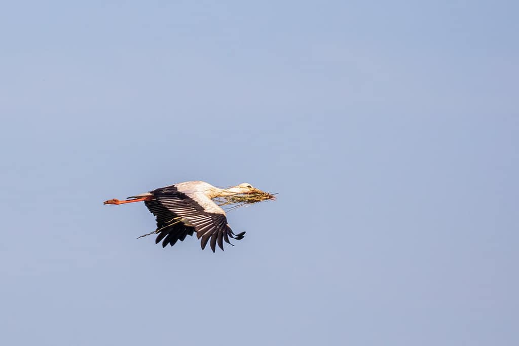 Ciconia ciconia, Ooievaar