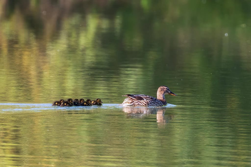 Anas platyrhynchos, Wilde eend