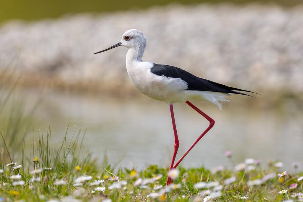 Himantopus himantopus, Steltkluut