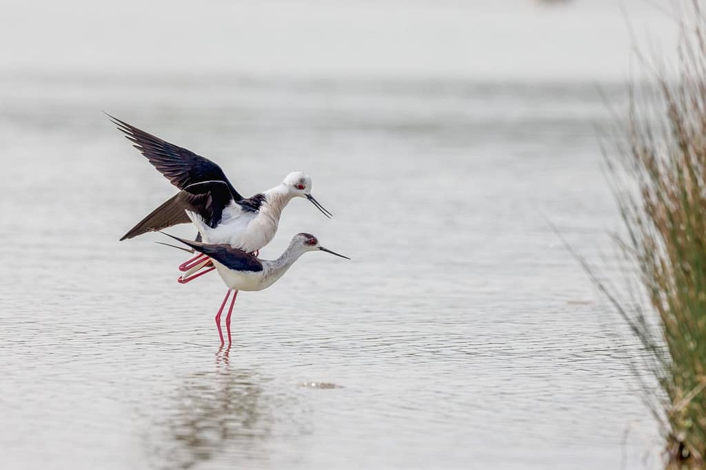 Himantopus himantopus, Steltkluut