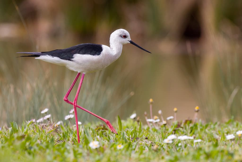 Himantopus himantopus, Steltkluut