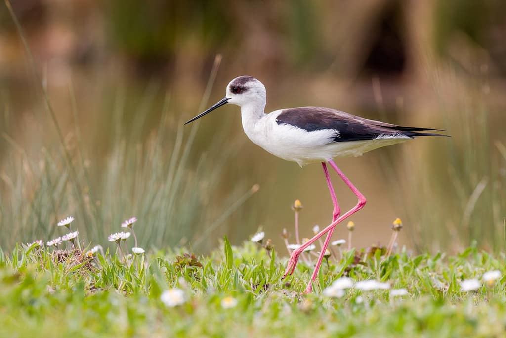 Himantopus himantopus, Steltkluut