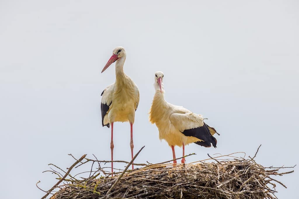 Ciconia ciconia, Ooievaar
