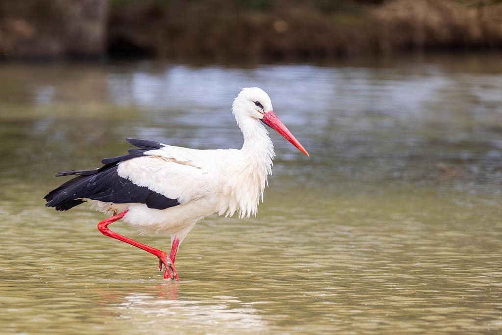 Ciconia ciconia, Ooievaar