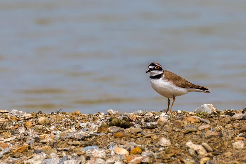 Charadrius dubius, Kleine plevier