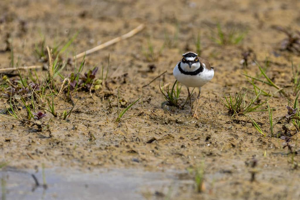 Charadrius dubius, Kleine plevier