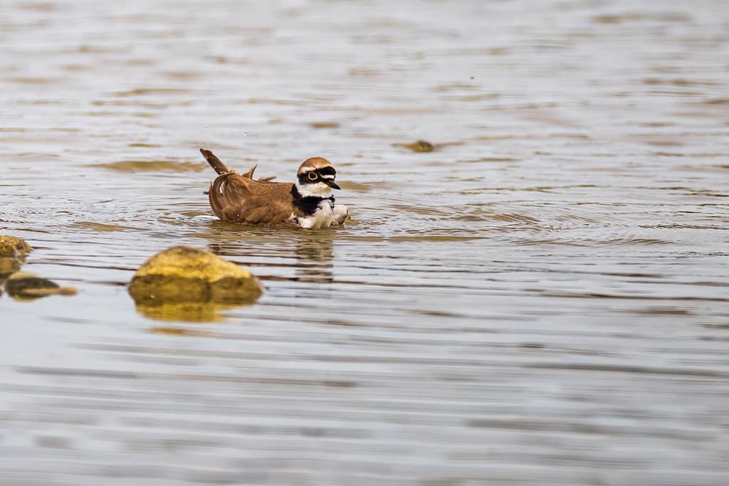 Charadrius dubius, Kleine plevier