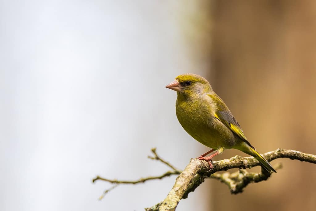 Chloris chloris, Groenling