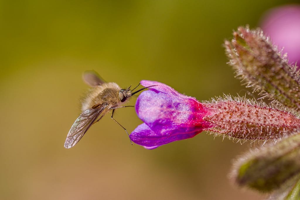 Bombylius major, Gewone wolzwever