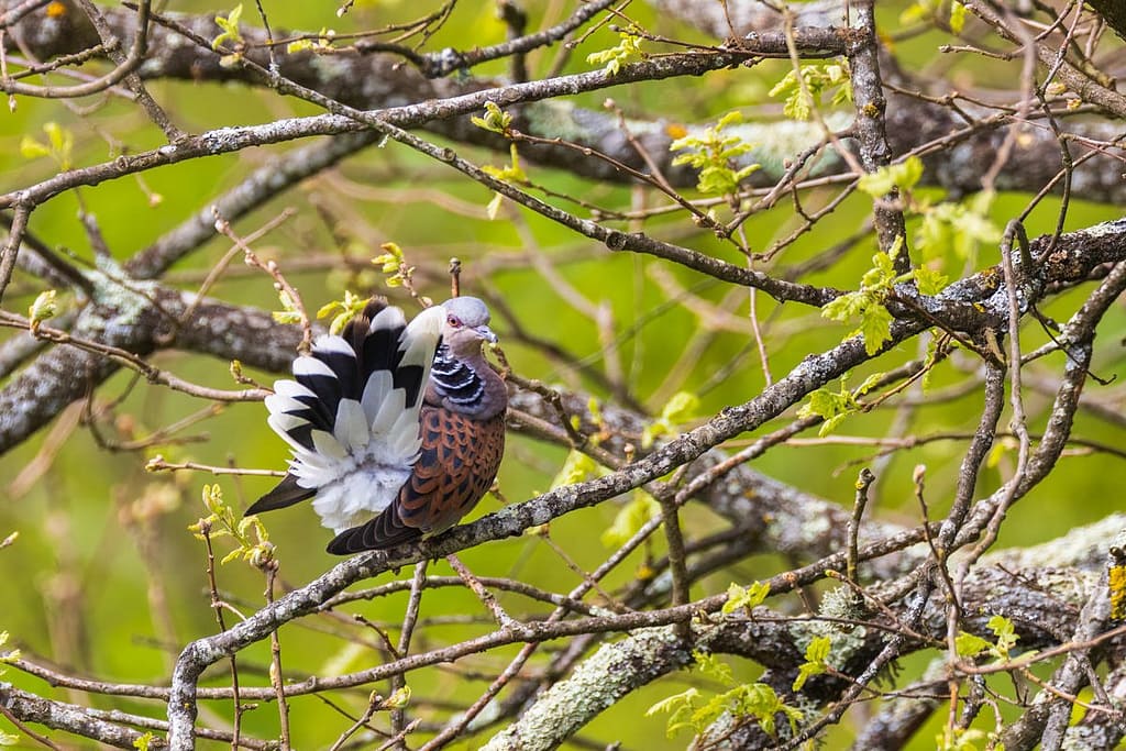 Streptopelia turtur, Zomertortel