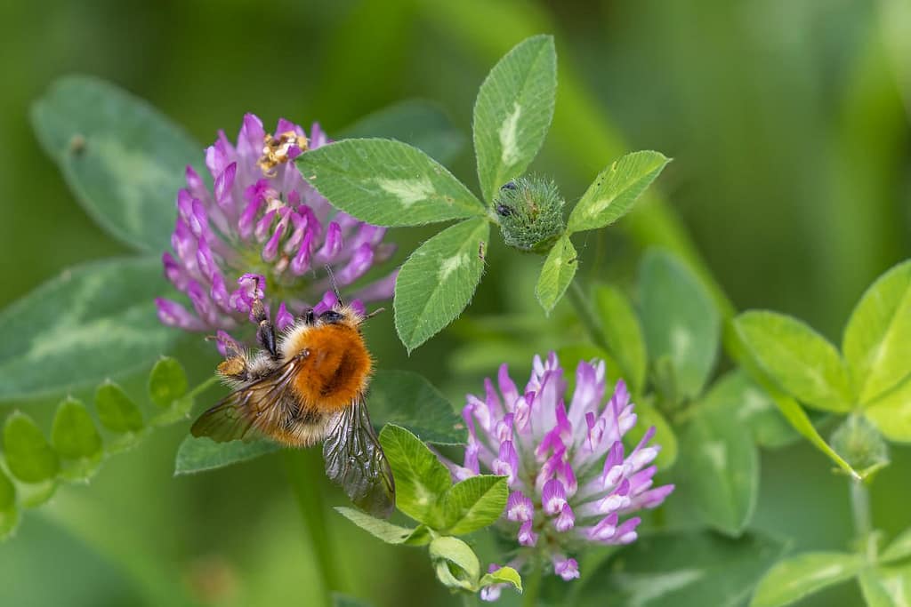 Bombus pascuorum, Akkerhommel