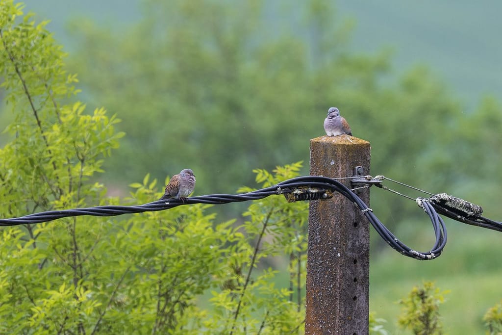 Streptopelia turtur, Zomertortel