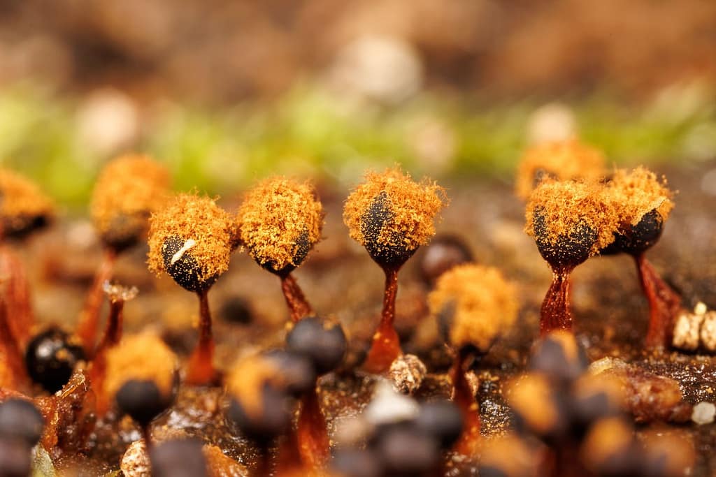 Metatrichia floriformis, Donkerbruin k