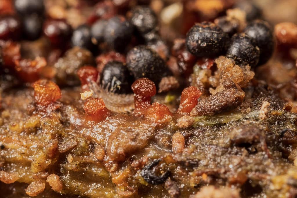 Metatrichia floriformis, Donkerbruin kelkpluisje