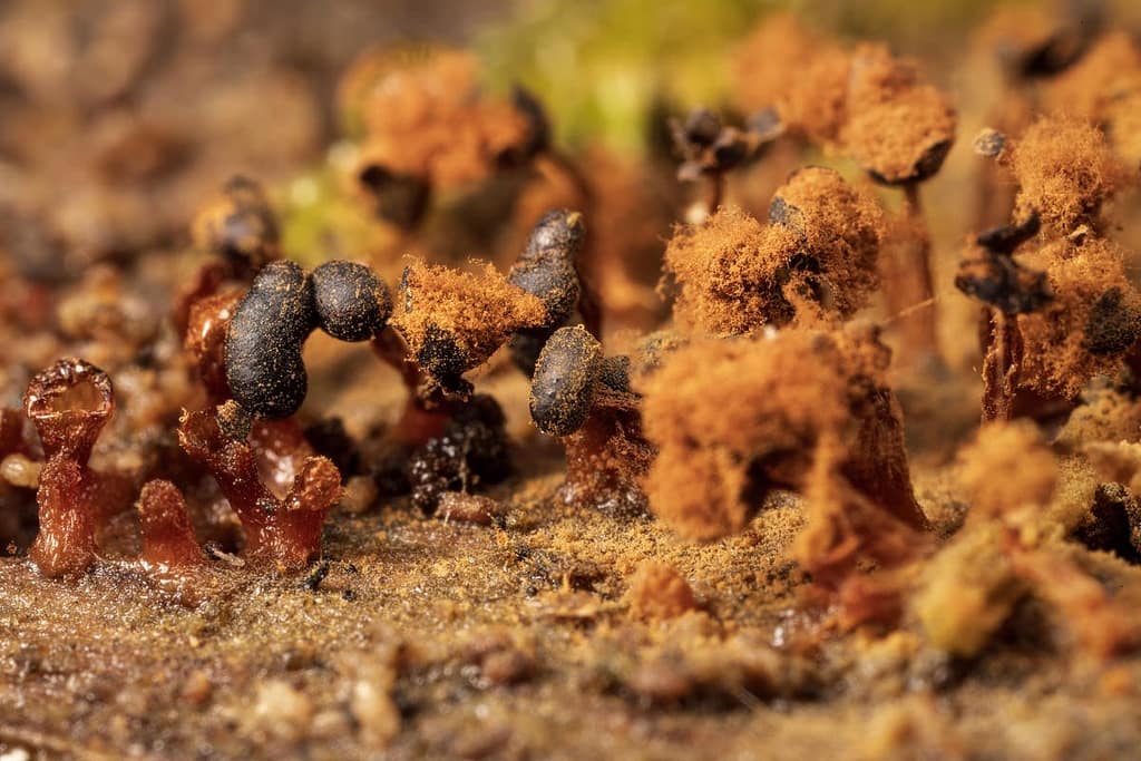 Metatrichia floriformis, Donkerbruin kelkpluisje