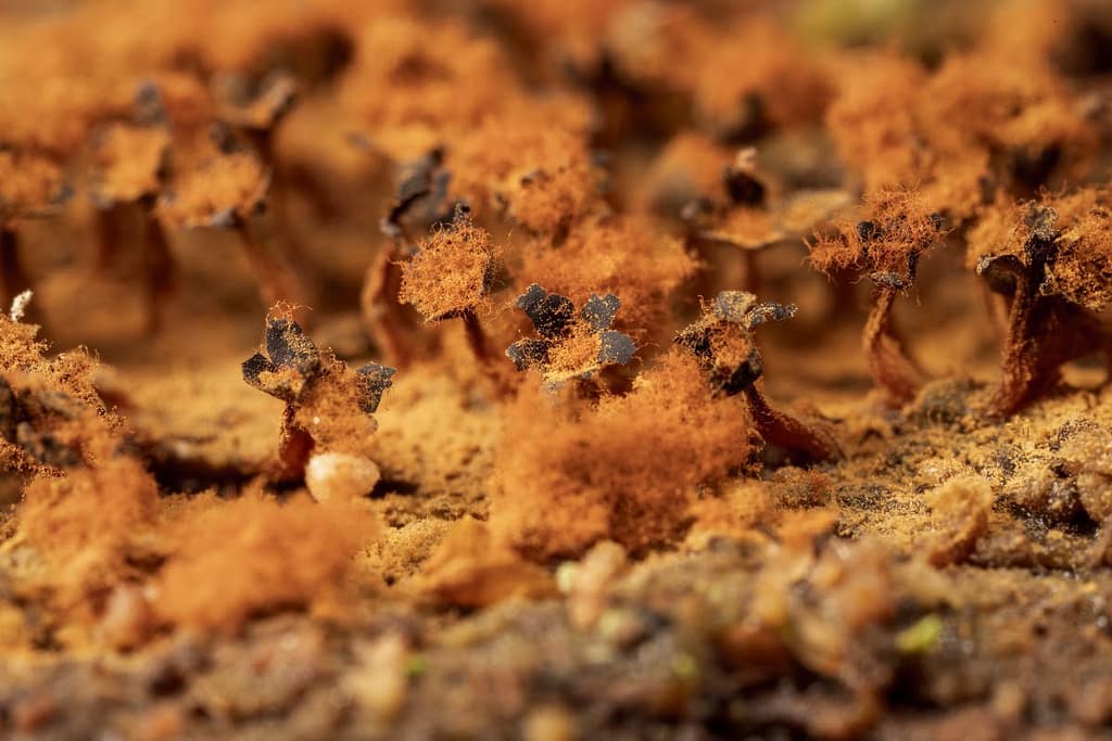 Metatrichia floriformis, Donkerbruin kelkpluisje