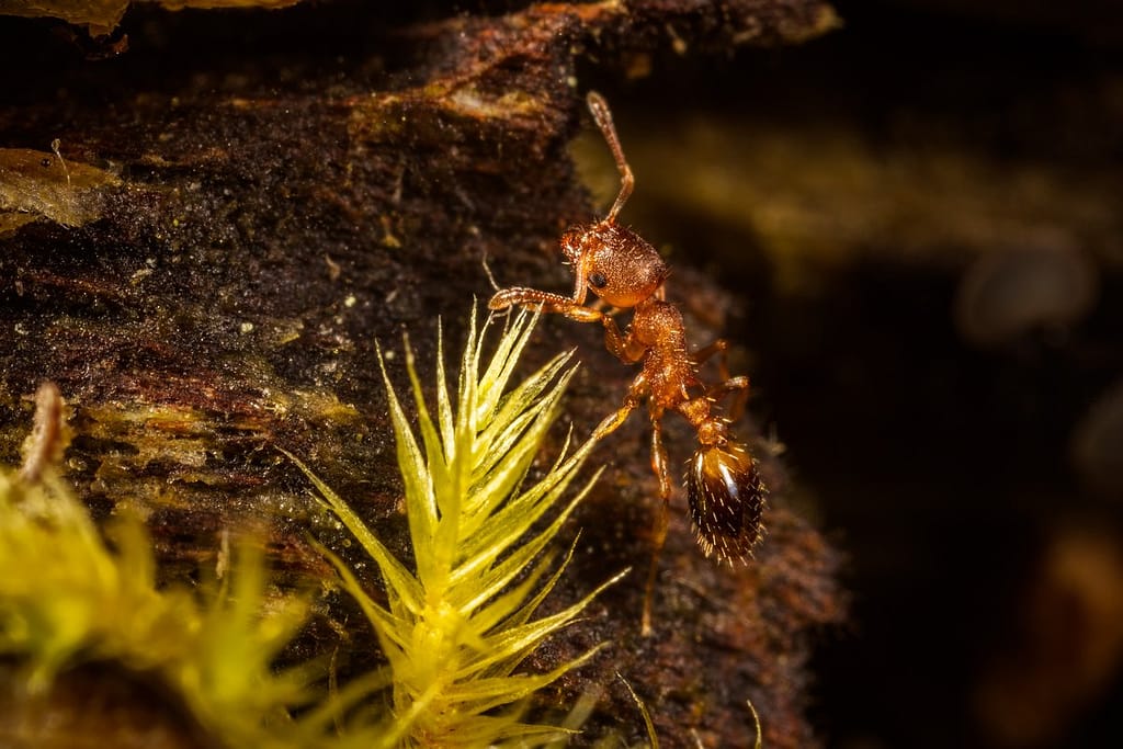 Temnothorax nylander, Bosslankmier