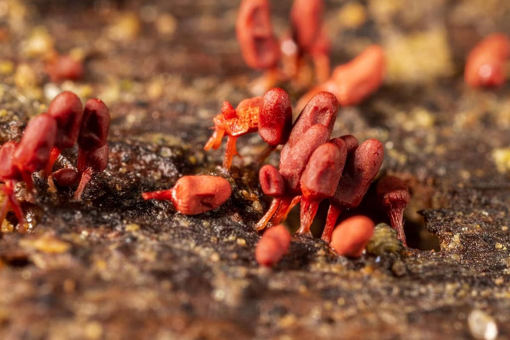 Arcyria denudata, Karmijnrood netwatje