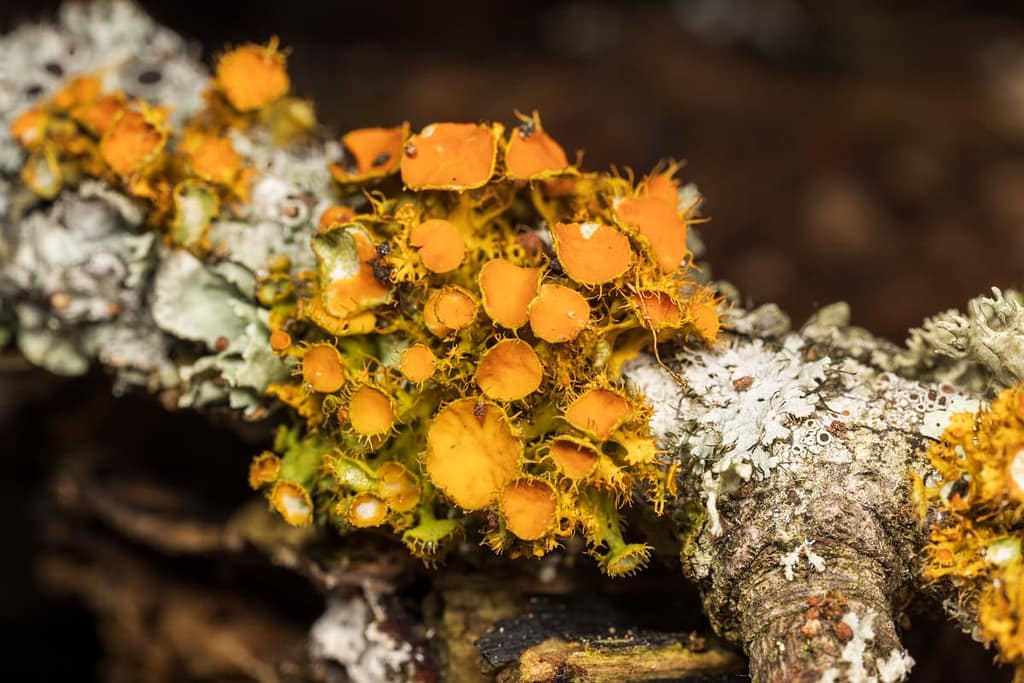 Teloschistes chrysophthalmus