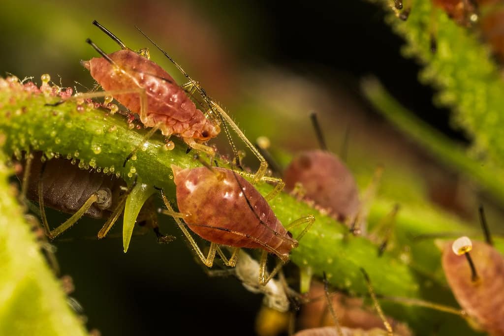 Macrosiphum rosae, Gewone rozenluis