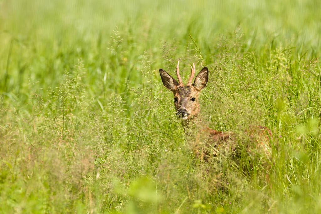 Capreolus capreolus, Ree
