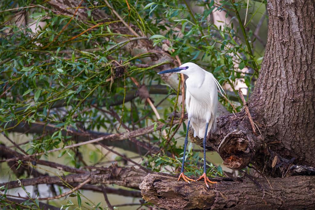 Aigrette garzette, Kleine zilverreiger