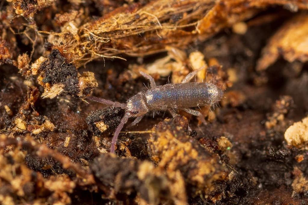 Collembola soort? Springstaart