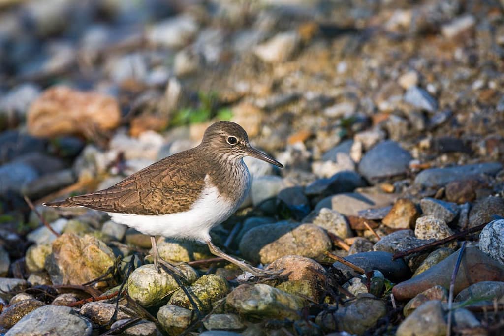 Actitis hypoleucos, Oeverloper