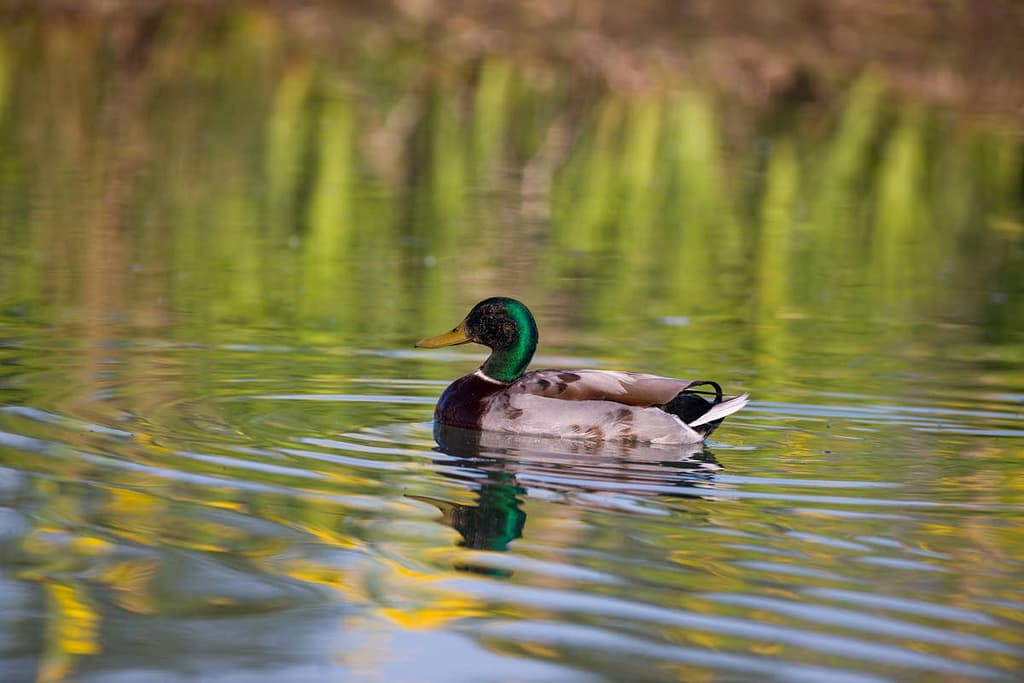 Anas platyrhynchos, Wilde eend