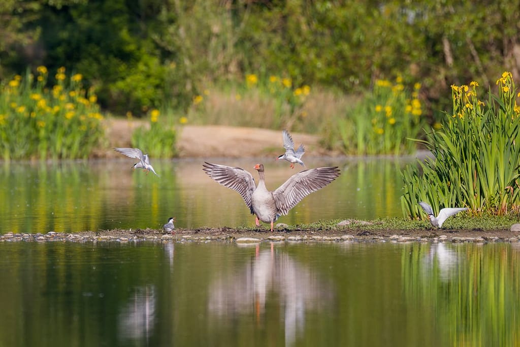 Anser anser, Grauwe gans