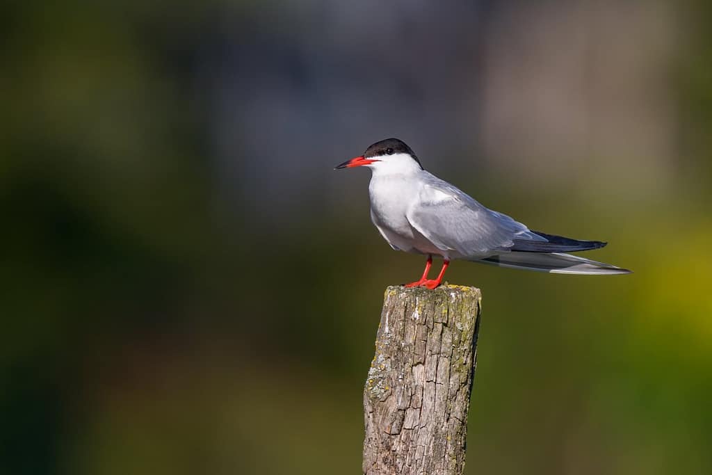 Sterna Hirundo, Visdief