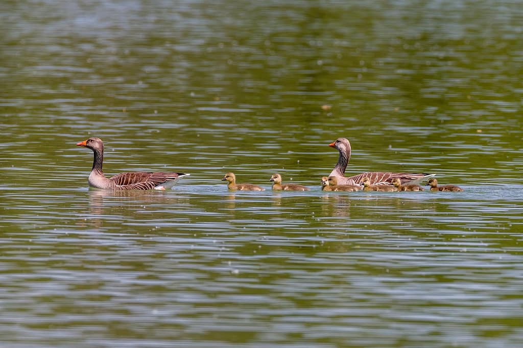 Anser anser, Grauwe gans