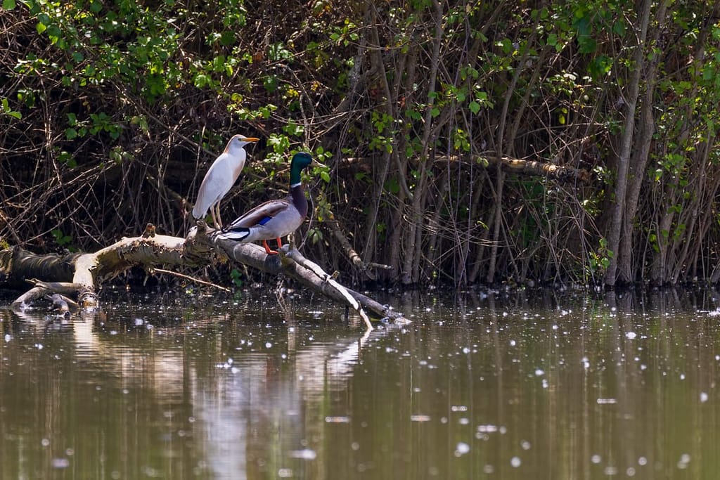 Ardea ibis, Koereiger