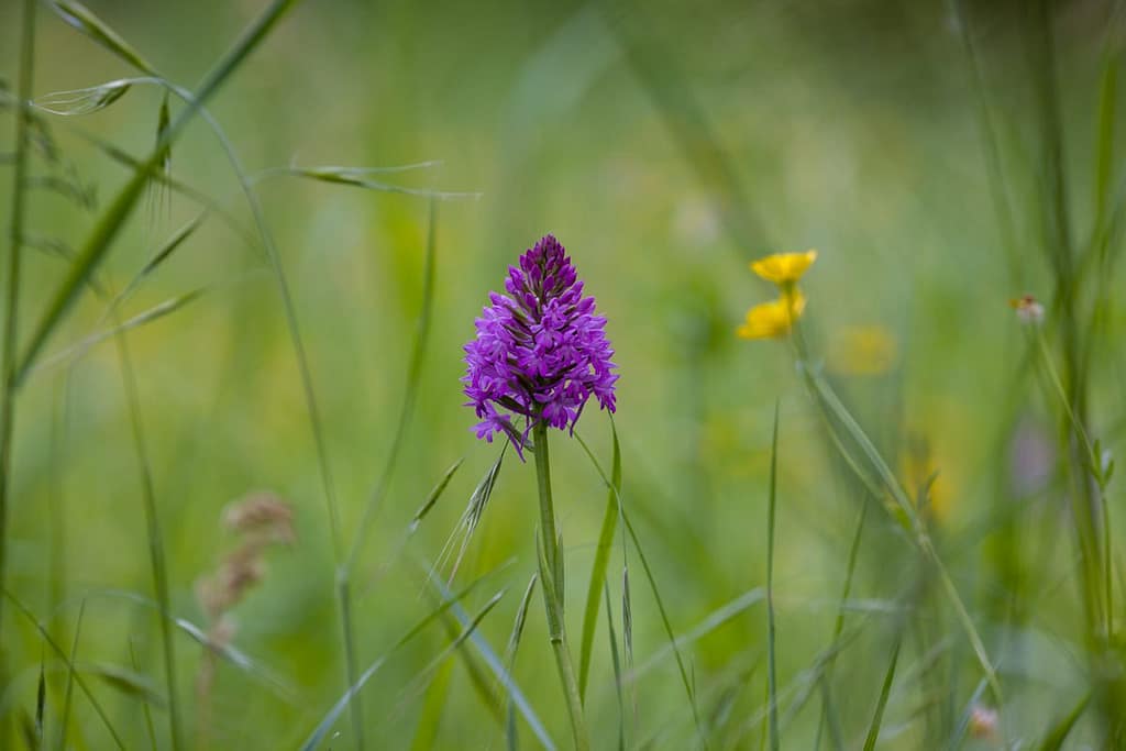 Anacamptis pyramidalis, Hondskruid