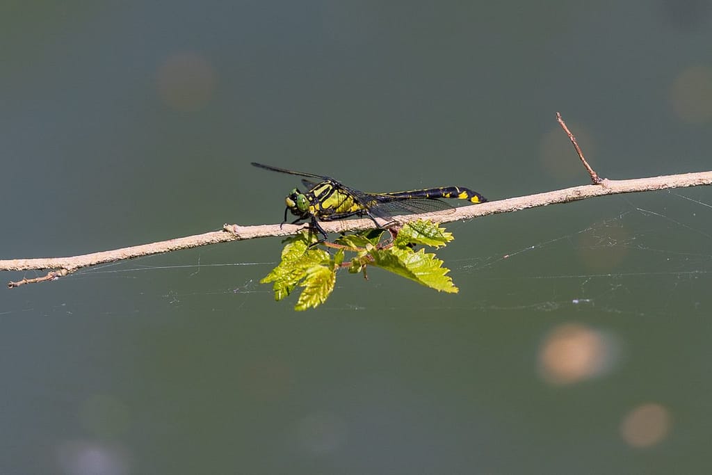 Gomphus vulgatissimus, Beekrombout