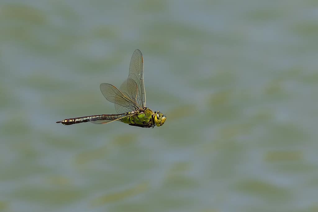 Anax imperator, Grote keizerlibel