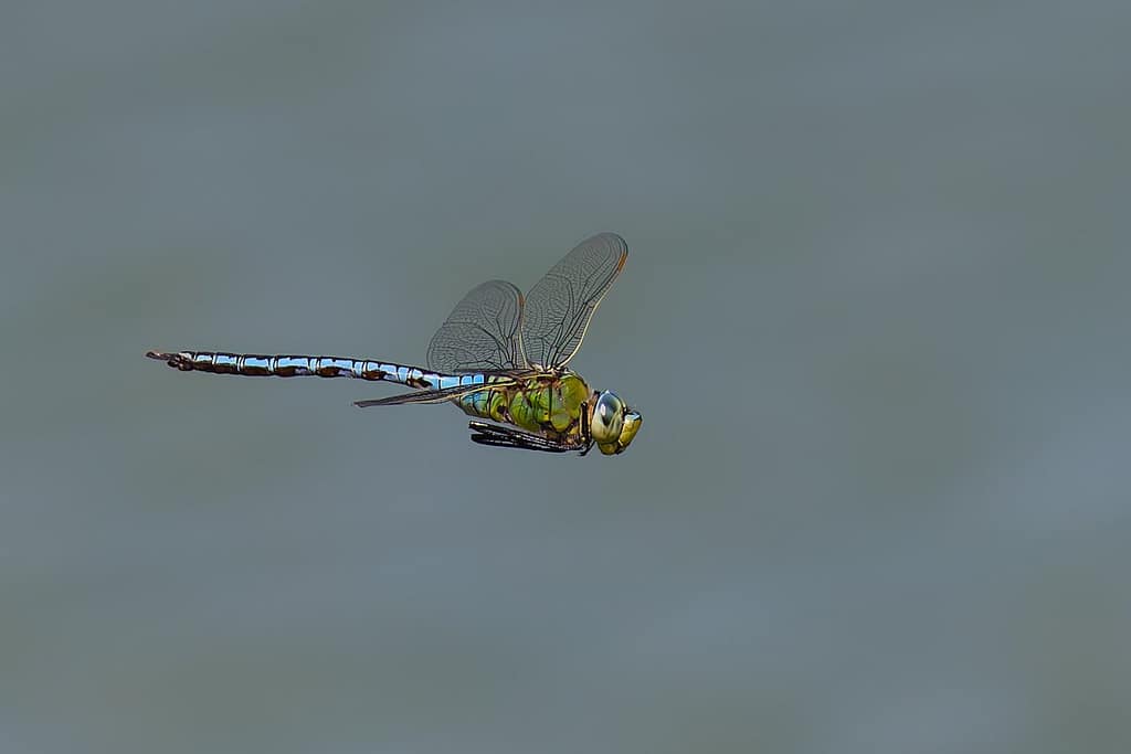 Anax imperator, Grote keizerlibel