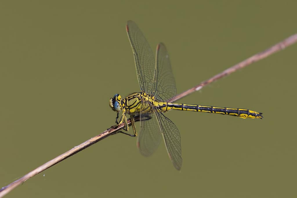 Gomphus pulchellus, Plasrombout